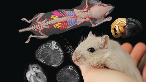 How animals should be treated picture